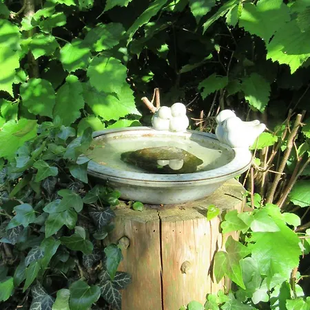 Familiennest Vogelwuid *