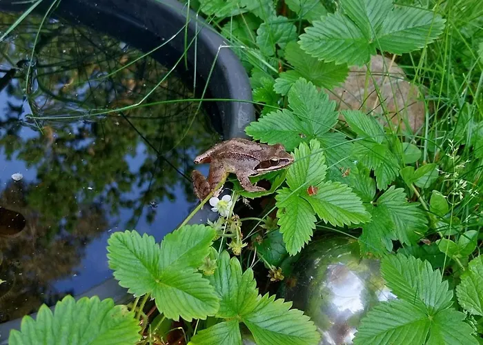 Daire Familiennest Vogelwuid Seeon-Seebruck